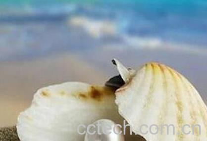 珍珠蚌壳的药用价值-0