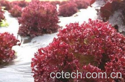 紫叶生菜营养价值是什么-0