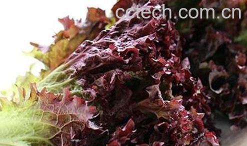 紫莴笋营养价值-0