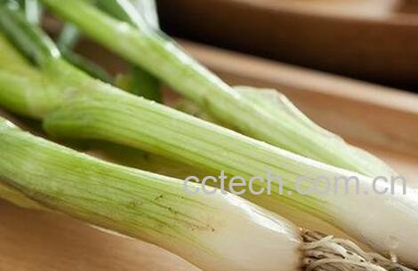 葱和蒜的区别-0