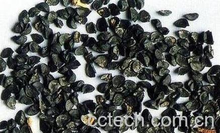 白葱籽的功效与作用及禁忌-0