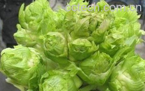 整体儿菜怎么腌制好吃-0