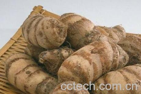 芋艿的功效与作用及禁忌-0