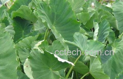 芋苗酸的功效与作用-0