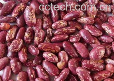 果蔬百科芸豆-0