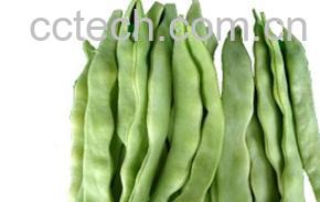 果蔬百科芸豆-0