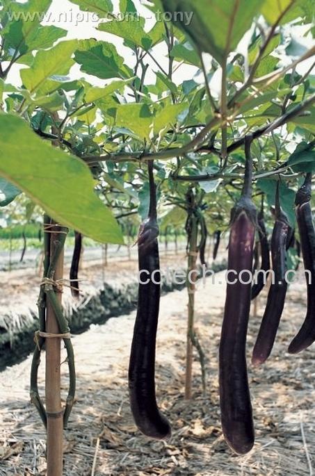 果蔬百科茄子-0