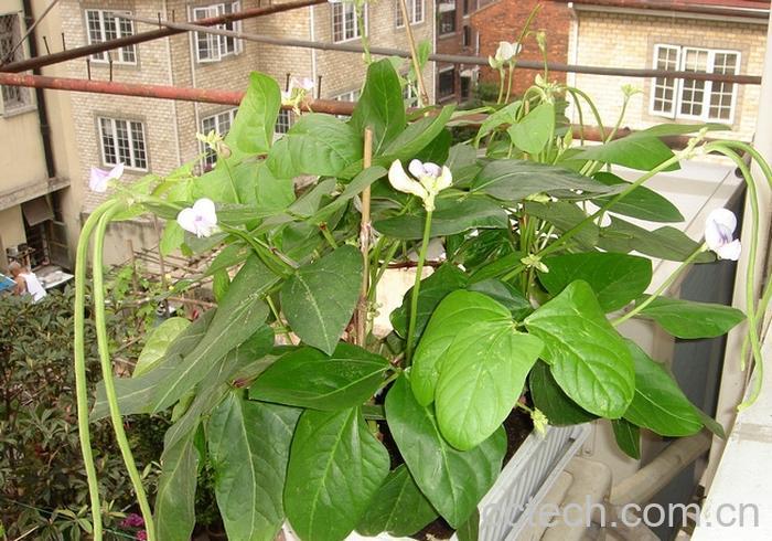 果蔬百科豇豆-0