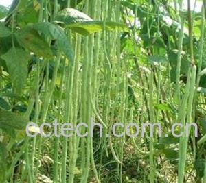 果蔬百科豇豆-0