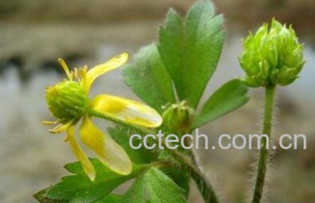 野油菜籽的功效与作用-0