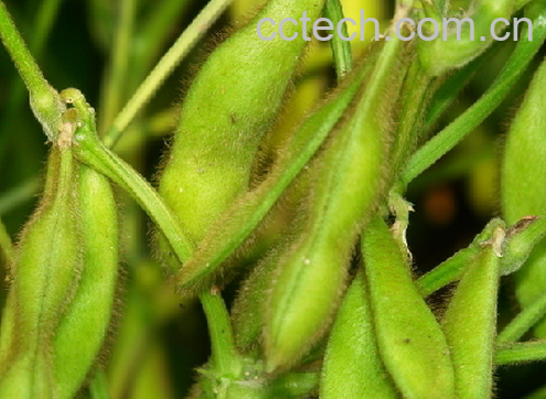 果蔬百科毛豆-0