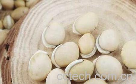 白扁豆籽的功效与作用及食用方法-0