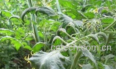 中药番茄叶的功效与作用及食用方法-0