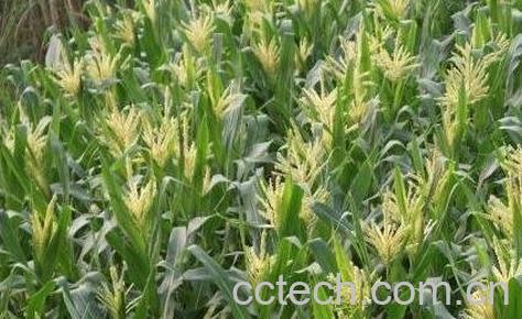 玉米穗的功效与作用-0