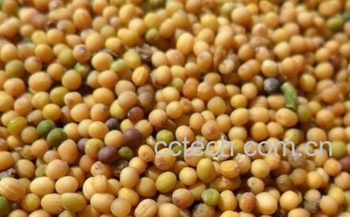 野辣菜籽的功效与作用-0