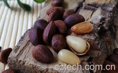 雪松籽的营养价值-0