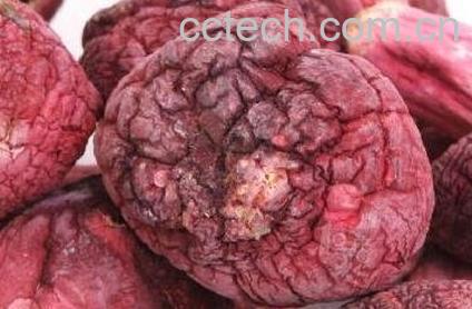  真红菇如何分辨-0