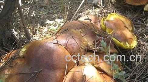 粘团子蘑菇营养价值-0