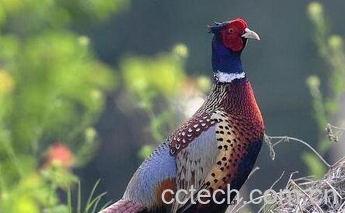 野鸡肉的营养价值-0