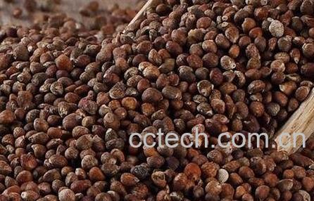 紫苏籽的功效与作用及禁忌-0