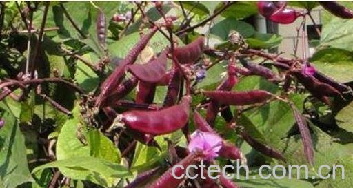 紫扁豆不能和什么一起吃-0