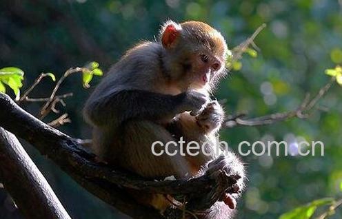 野生猴肉的功效与作用-0