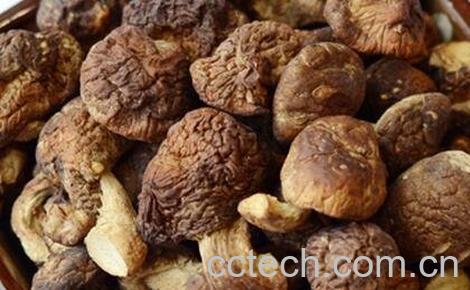  珍珠菇的功效与作用-0