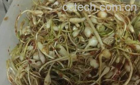 正宗的小根蒜腌制-0