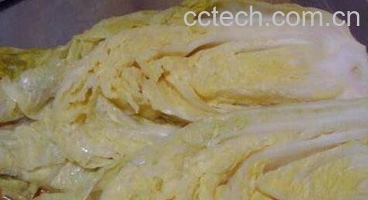 正宗东北酸白菜的腌制方法-0