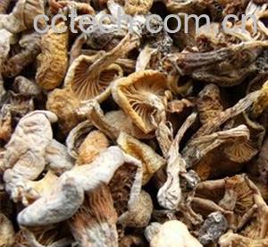 东北野生臻菇-0