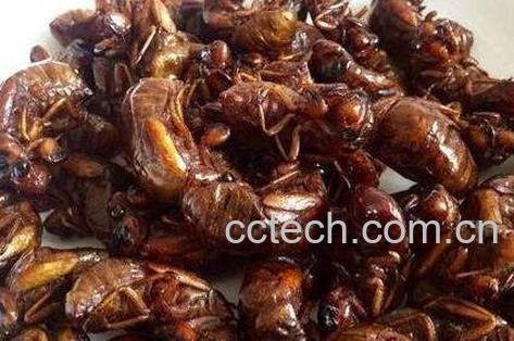 知了肉的作用-0