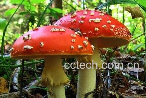 怎么分辨毒蘑菇 -0