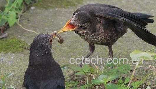 野生乌鸫肉的营养价值-0