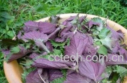 紫苏不能和什么一起吃吗-0