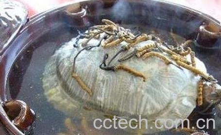 甲鱼血的好处与吃法-0