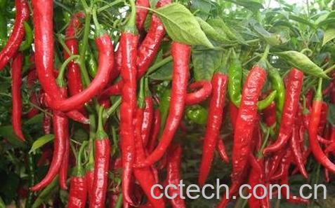 切辣椒后手很辣怎么办-0