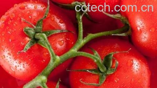 西红柿的妙用窍门-0