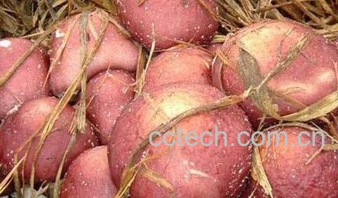 大球盖菇的功效与作用-0