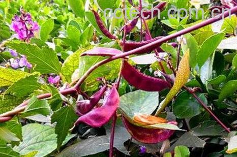 紫扁豆角怎么腌制-0