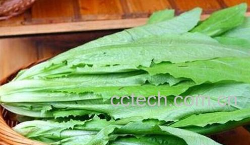 油麦叶的营养价值-0