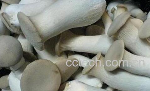 鸡腿菇的功效与作用-0