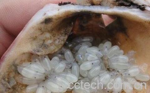 章鱼籽的营养价值-0