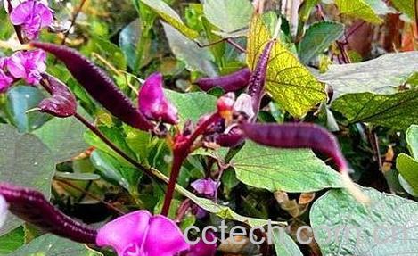 紫扁豆藤的药用价值-0