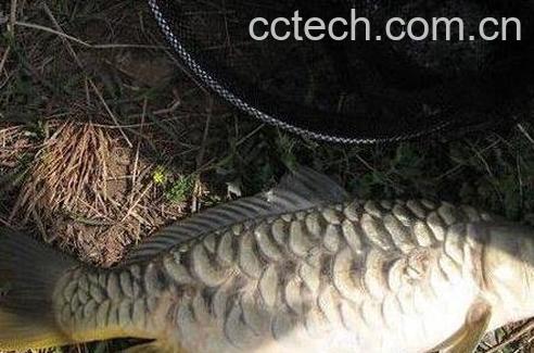 镜子鱼的营养价值与功效-0