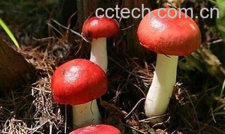 红菇的功效与作用-0