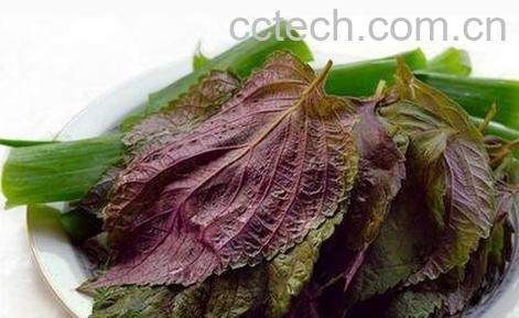 紫苏子叶的功效与作用及食用方法-0