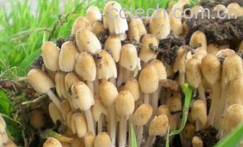 杨树蘑菇-0
