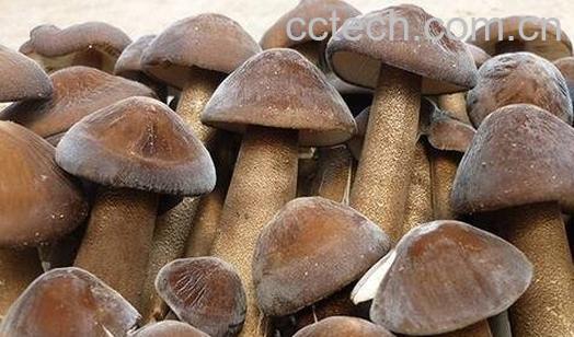 长根菇的功效作用与吃法-0