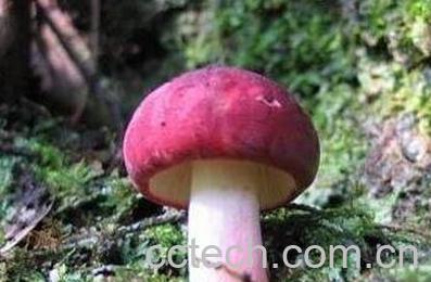 三明红菇-0