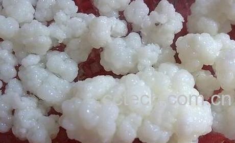  藏灵菇酸奶功效-0